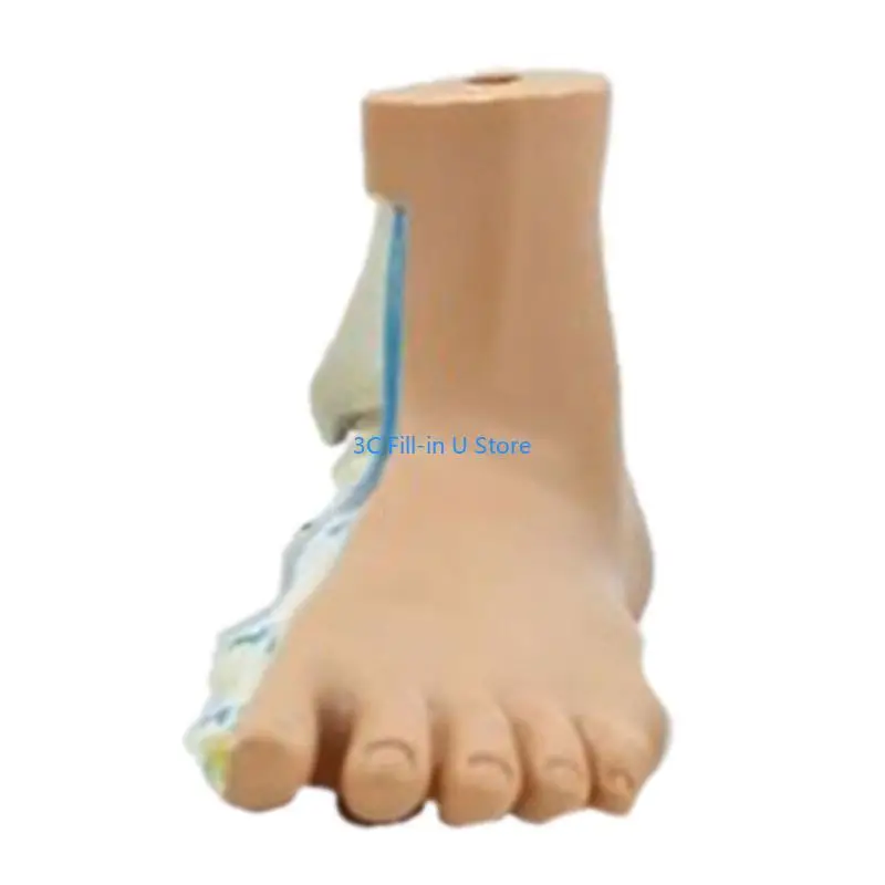 G8TA Foot Anatomical Model, Including Bones, Muscles, Ligaments, Human Foot Anatomy Model Teaching Prop with Digital Signs