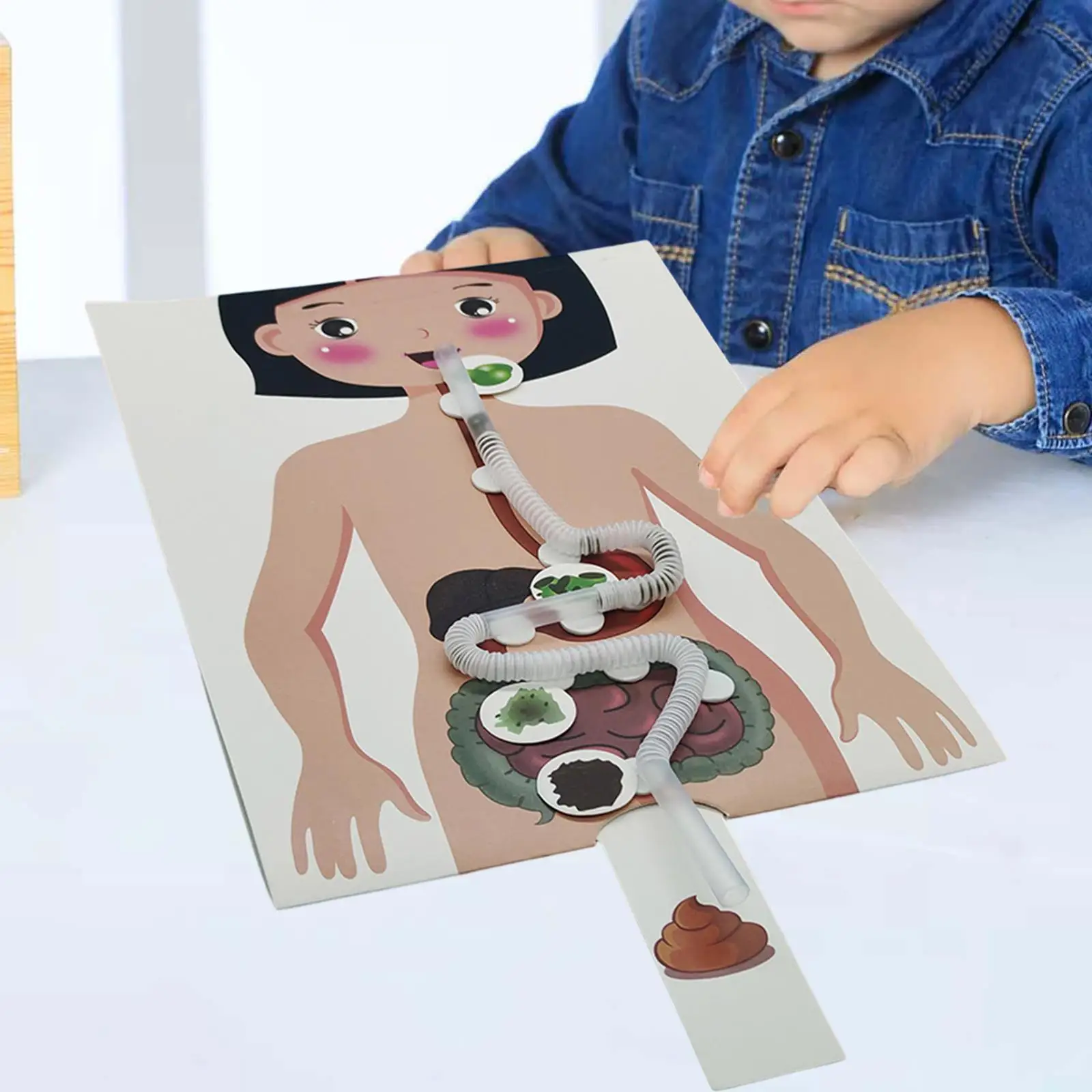 Human Digestive System Model, Human Body Parts Teaching Aid, Handicraft Puzzle