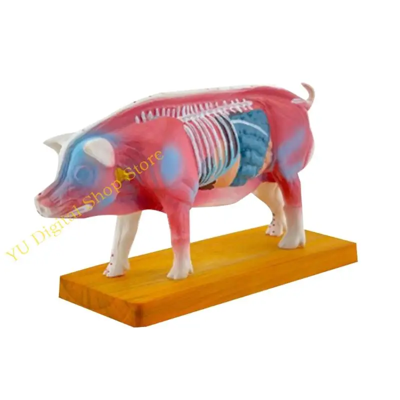 

96BA Pig Anatomy Model Animal Anatomical Model for Veterinary Learning