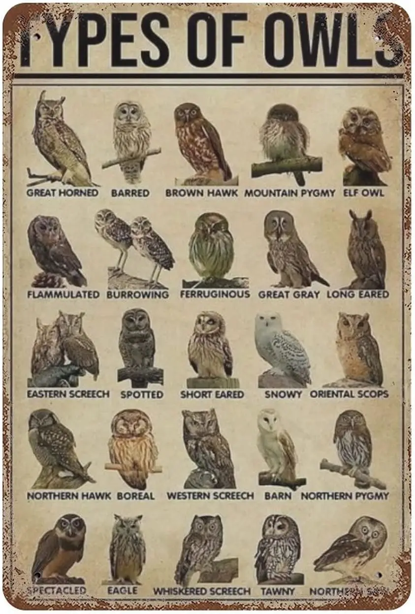 Plaque Métallique Vintage « Owl Knowledge » – Affiche Murale Artistique pour École, Café, Chambre, Salle de Bain, Cuisine, Bar à Domicile