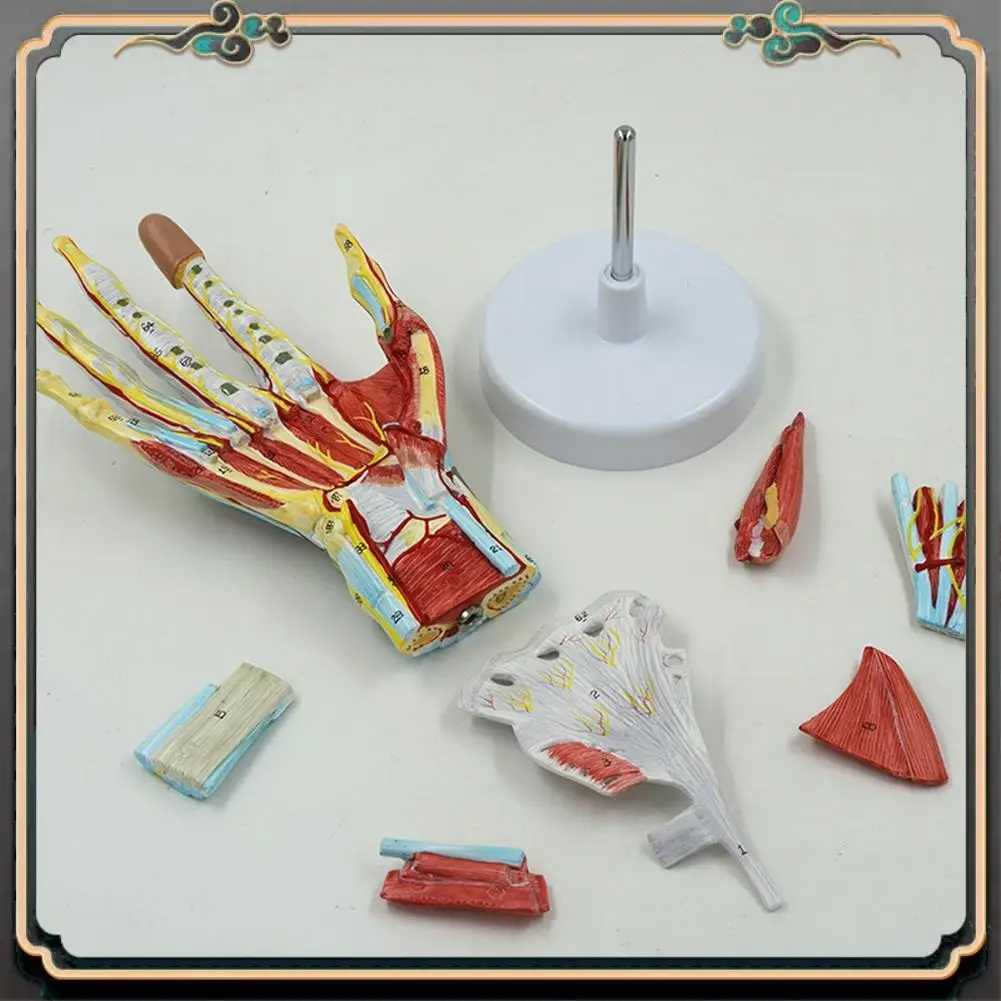 ASMA- Anatomical Hand Skeleton Model With Muscles, Ligaments, Nerves And Blood Vessels, Hand Bone Muscle Teaching Aids