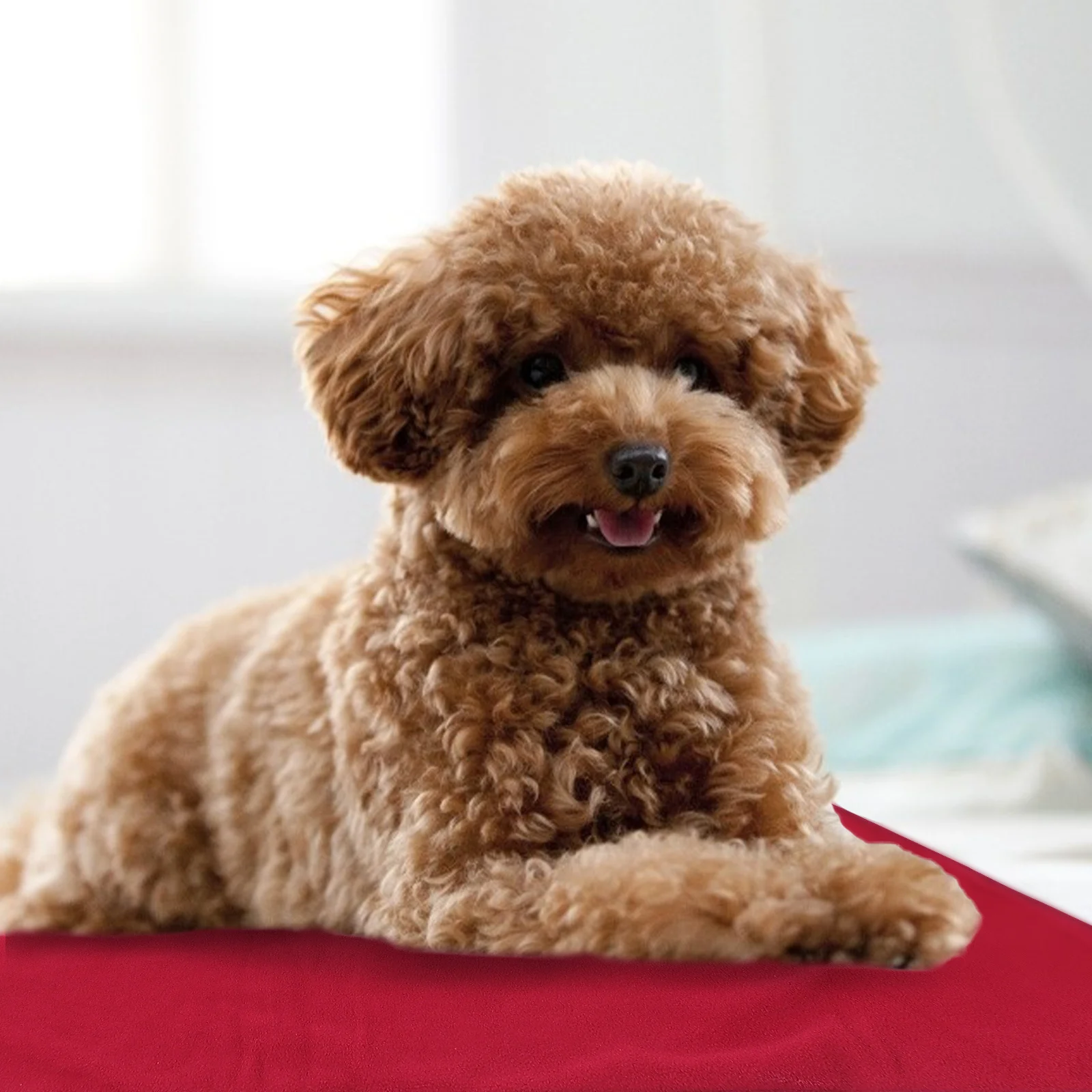 

Pet Heating Pad Dog Warmer Mat Winter Heating Cushion USB Heater Pet Accessory