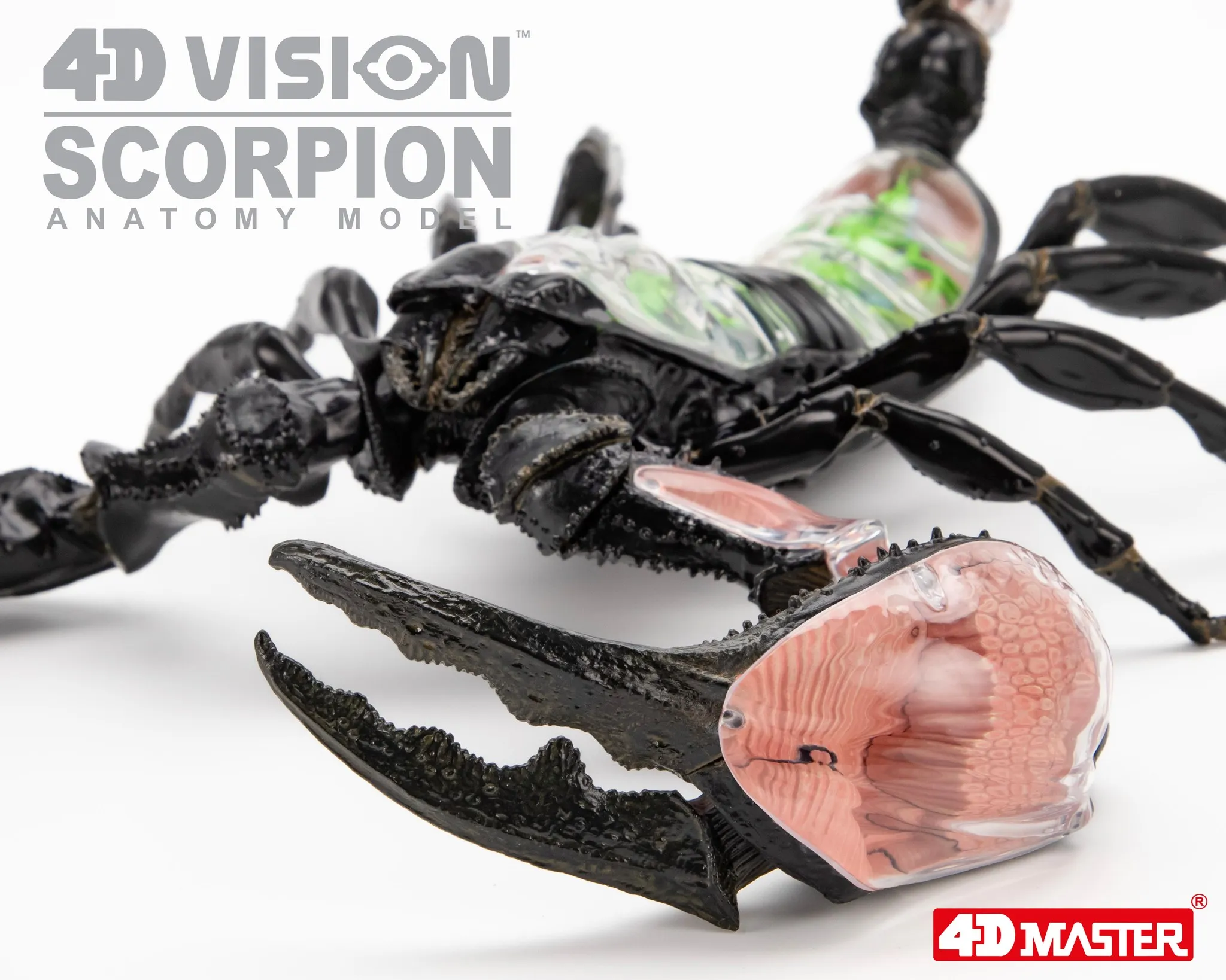 4D Vision Scorpion Anatomy Model Teaching Anatomy Model DIY Popular Science Adult Kid Toys