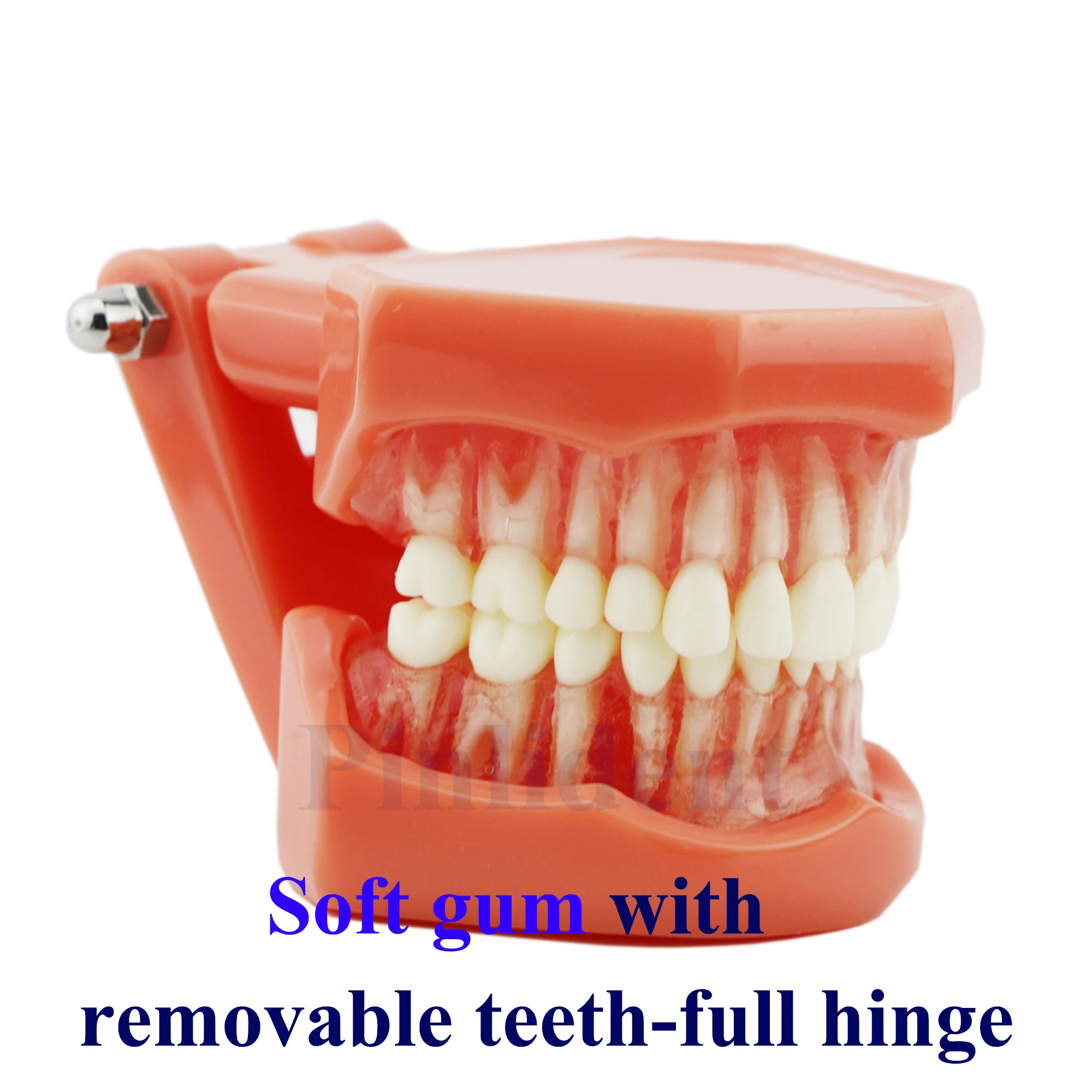 Dental Teeth Model M7005 Soft Gum Removable Teeth-full Hinge Dental Training Practice Teeth Model Demonstration Study Teaching