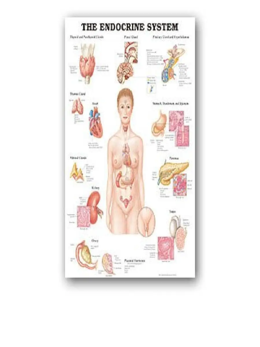 Educational Silk Poster of Human Anatomy  Heart and Brain Illustrations for Medical Learning and Hospital Decor