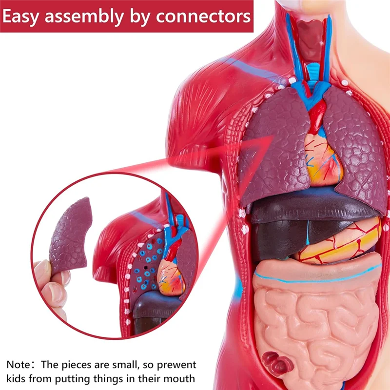 Solid Human Anatomy Study Models - 15-Piece Removable 11-Inch Human Torso Anatomy Model With Internal Organs For Students