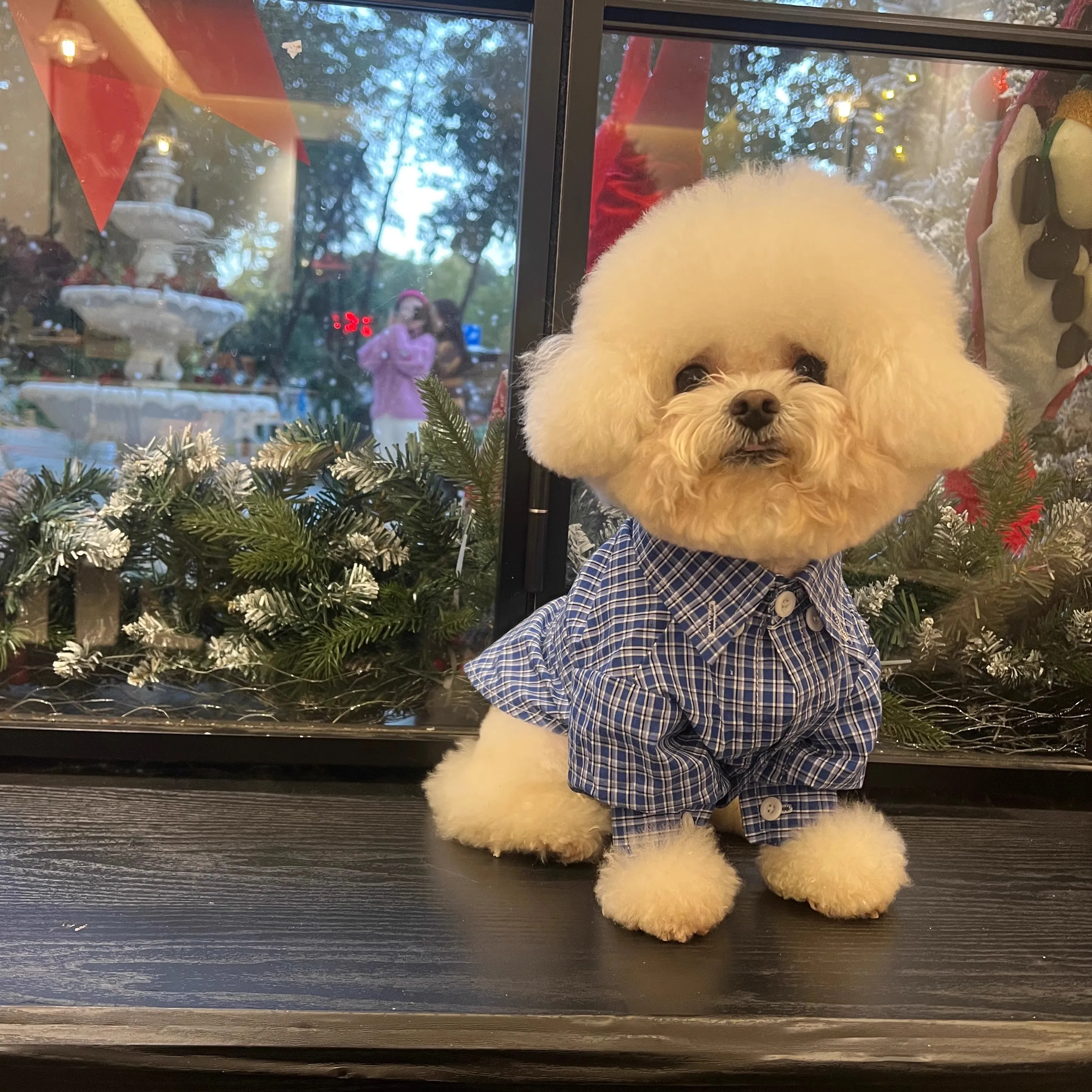 Imagen 3: La ropa para mascotas a cuadros del caballero británico es realmente de una camisa azul para perros de excelente calidad