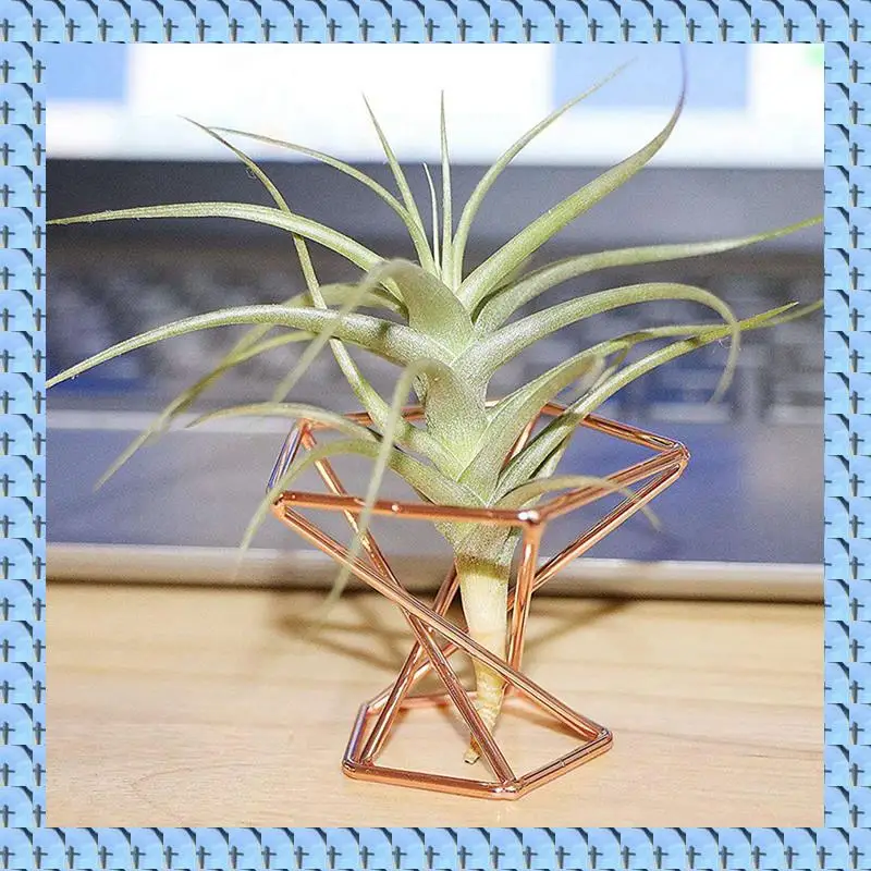 

NOCM Pack 10, держатель для воздушных растений, держатели для воздушных растений, дисплей Tillandsia, контейнер для очистки воздуха, подставка для воздушных папоротников, розовое золото