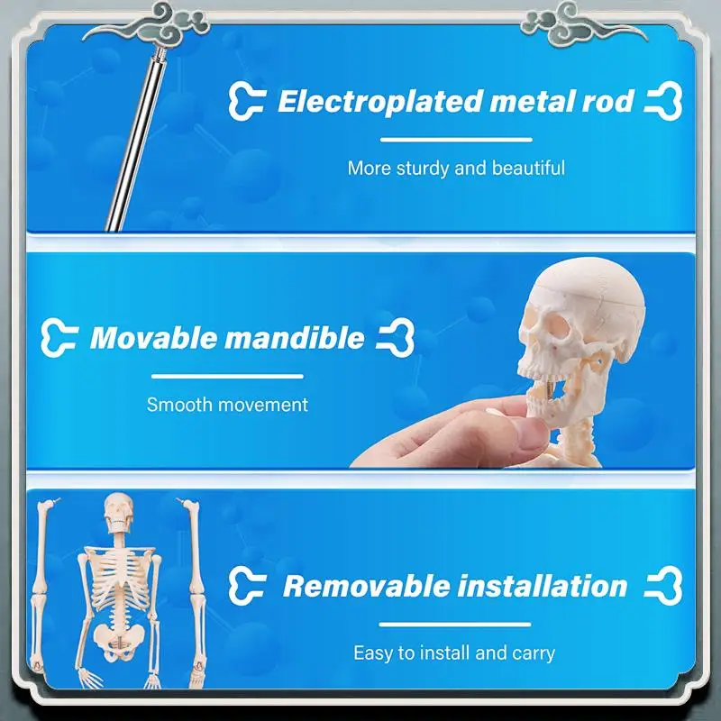قسط 45 سنتيمتر تشريح الإنسان الهيكل العظمي نموذج ملصق تعلم المعونة تشريح نموذج الهيكل العظمي البشري