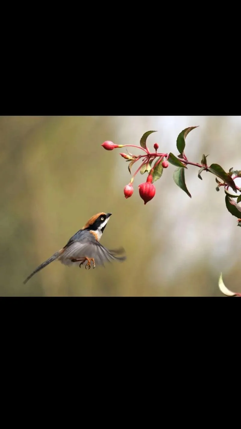 สำหรับฮอนด้า เวเซล 2015 เหล็กแมงกานีสภายใต้เครื่องยนต์อุปกรณ์ป้องกันฝากระโปรงเครื่องยนต์โล่เครื่องยนต์อุปกรณ์เสริมในรถยนต์