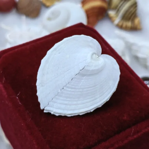 Shell Conch Heart-shaped Clam Chicken Heart Clam Chicken Heart Shell Chinese Valentine's Day Lovers Creative Gift 2.5-3.5CM