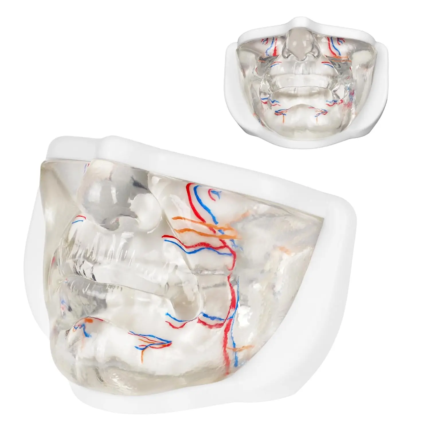 Transparent Facial Injectable Model Lower Face Injection Training Simulate Blood Vessels for Esthetician Medical Student Educate