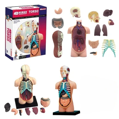 Human Organ Anatomy Assembly Model Brain Visceral Musculoskeletal Medicine Teaching DIY Toys