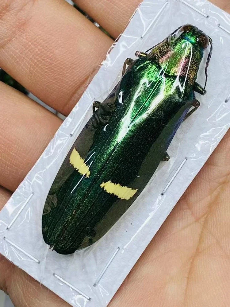 1pc Real Insect Specimens Xylotrupes Gideon Specimens Science Specimens Living Room Decoration DIY Carfs Home Decor Sculpture