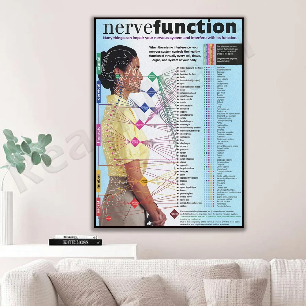 Nerve Function Many things can damage your nervous system and interfere with its function poster, spinal nerve function wall art