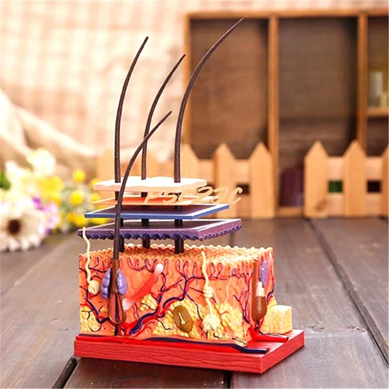 4D Medical Teaching Plastic Adhesive Human Skin Structure Anatomical Assembly Model Scalp Hair Follicle Supplies