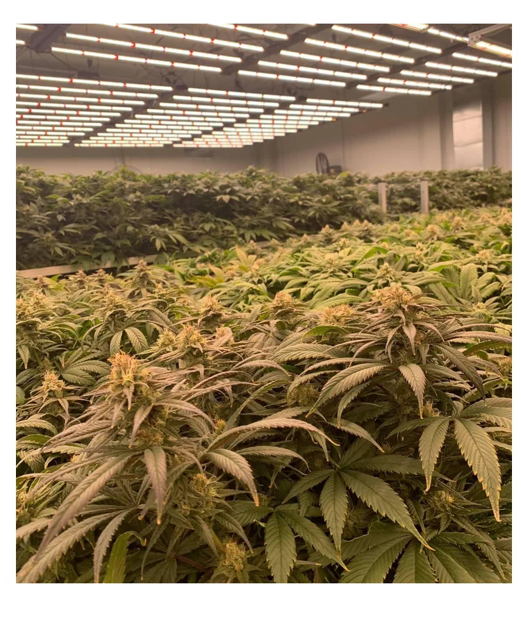 Factory Price 800W Plant Growth Lamp Two-fold Setting Support Dimming LED Growth Light For Large-scale Planting