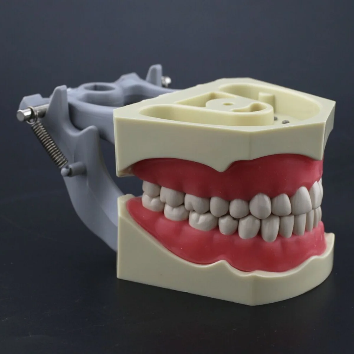 Columbia Dentoform 860 typ Dental Typodont Model 32 szt. Wymienne zęby