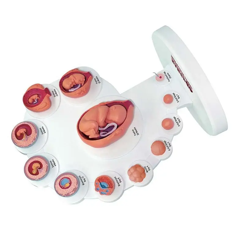 Superior-4D Human Embryo Development Anatomical Model Fetal Growth Organ Teaching Alpinia Assembled