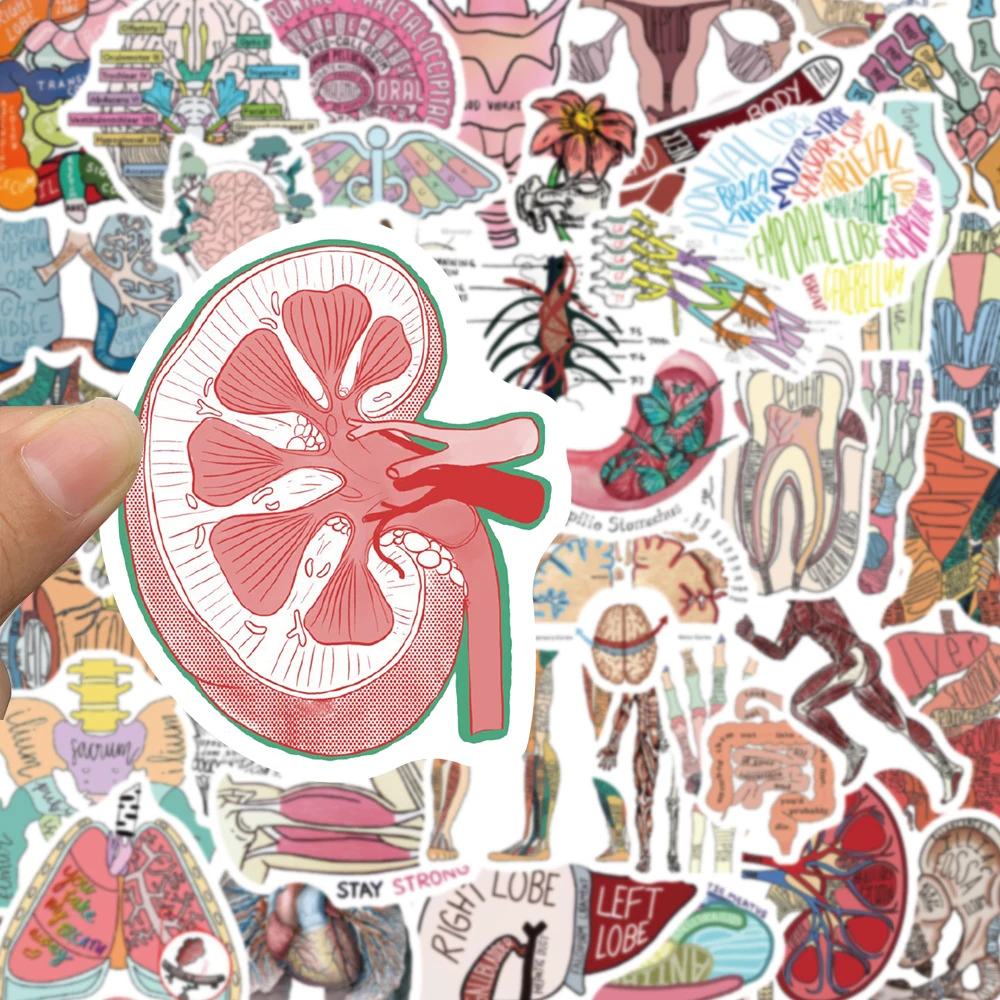 10/30/50pcs Human Body Organ Anatomy Stickers Cartoon Graffiti Decals DIY Scrapbook Notebook Suitcase Waterproof Sticker Decor