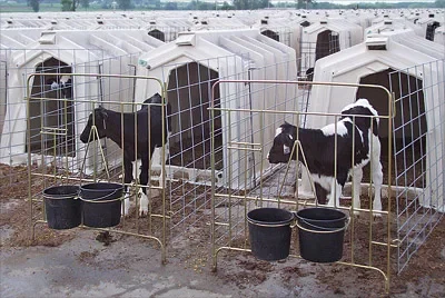 قفص البقرة لإمداد حالة المعيشة المريحة للماشية البقرة الماشية في المزرعة