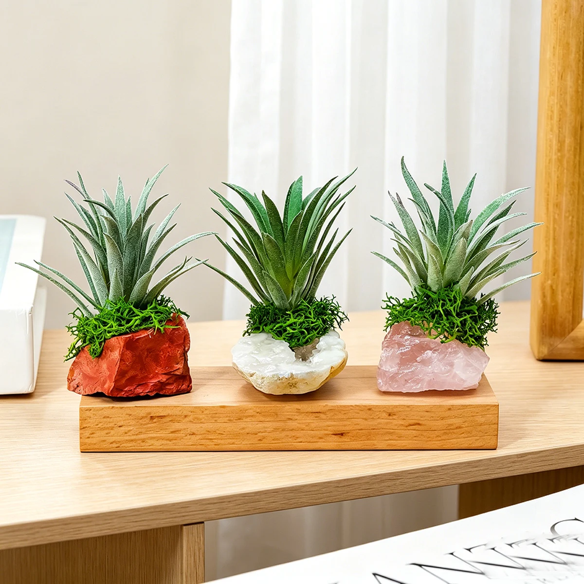 1 buah Dekorasi Tanaman Udara  - Air Plant Tillandsia ulasan dan harga