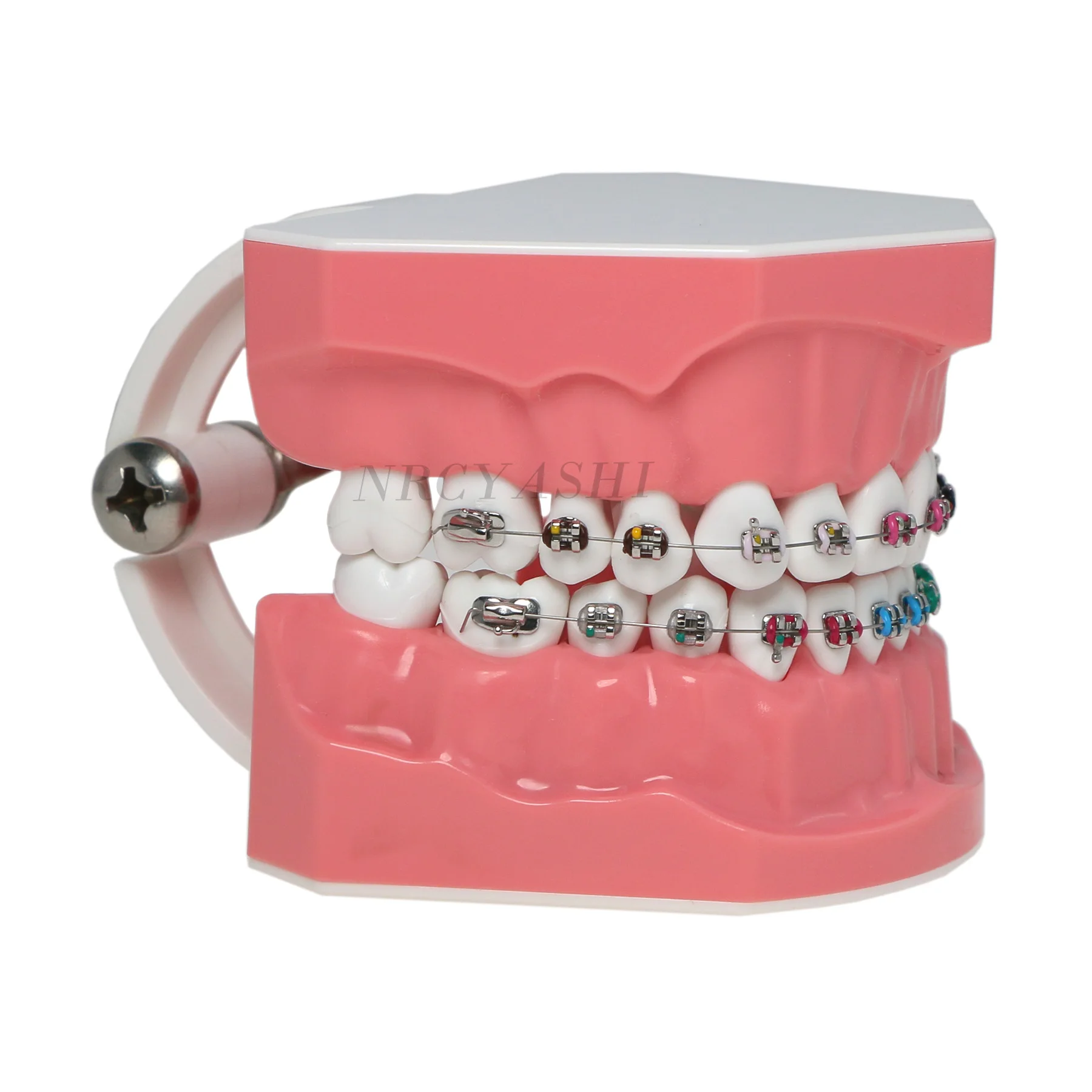 Tandheelkundige Typodont Orthodontische Tanden Model 1:1 Standaard Demo Leren Studie Met Archwire Ligatuur Banden Metalen Beugels Buccale Buis