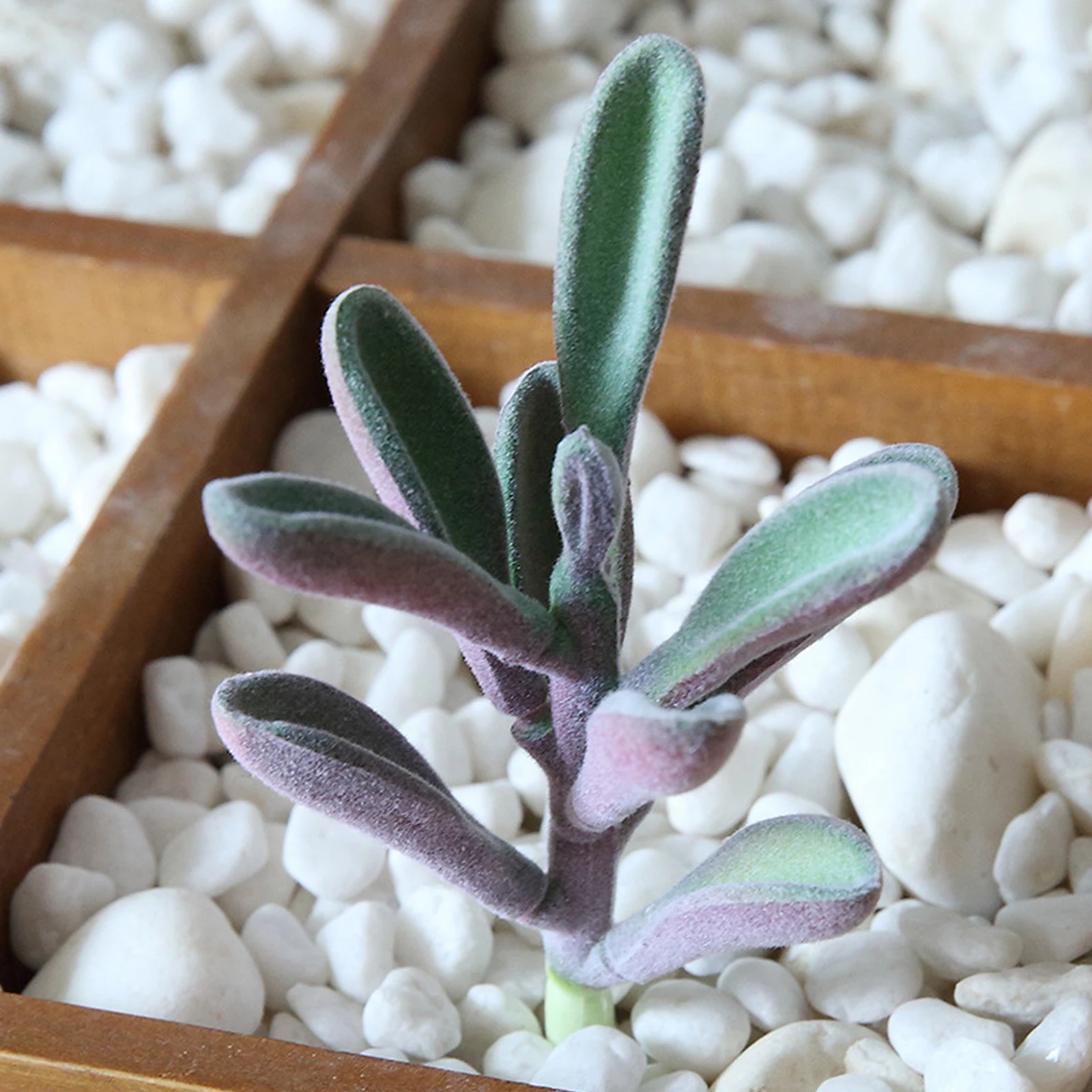 

6pcs Artificial Succulent Plants Mini Cacti Decor Faux Green Indoor Home Office Shop DIY Mixed Styles Plastic Plant Accessory