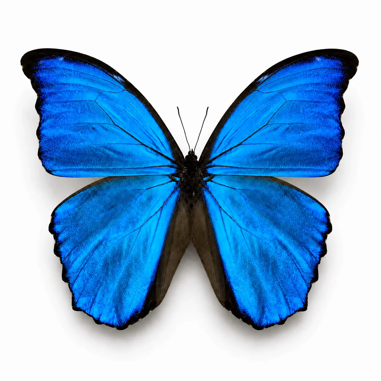 Insect Specimen Real Butterfly, Morpho Menelaus, A1/A- Quality, Open Wing, Natural Butterfly DIY Craft Material for Collection