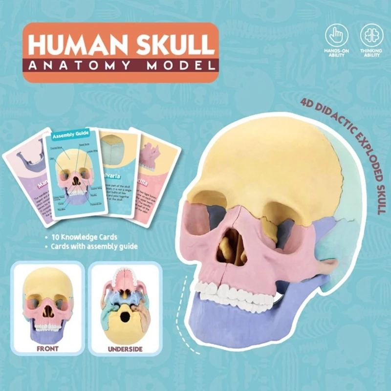 Medical Skull Model Anatomy Skull Model Human Anatomical Skull Human Skull Model