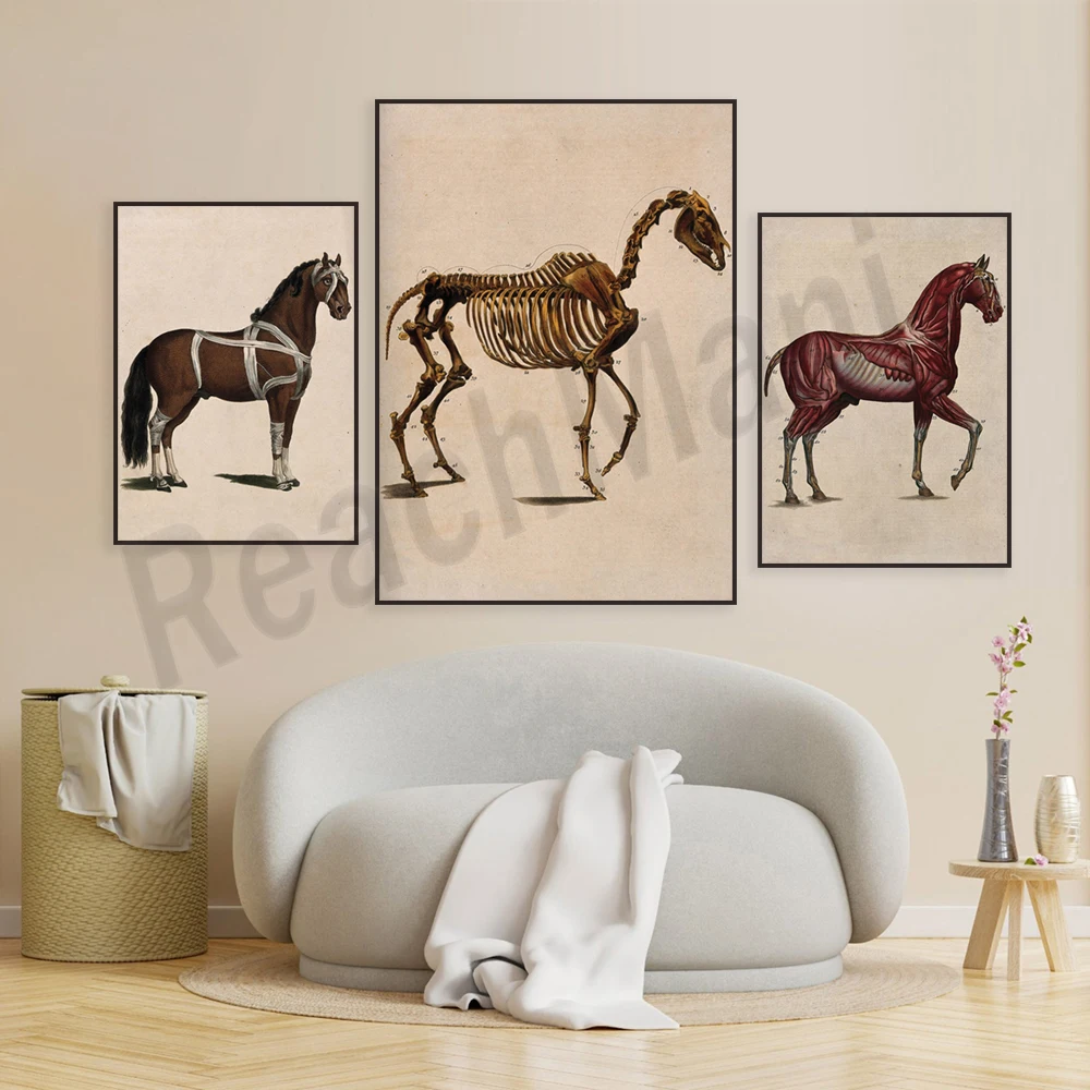 Equine Muscle and Nervous System, Equine Skeleton Illustration, Equine Anatomy Art, Veterinary Wall Decor, Equine Portrait Poste
