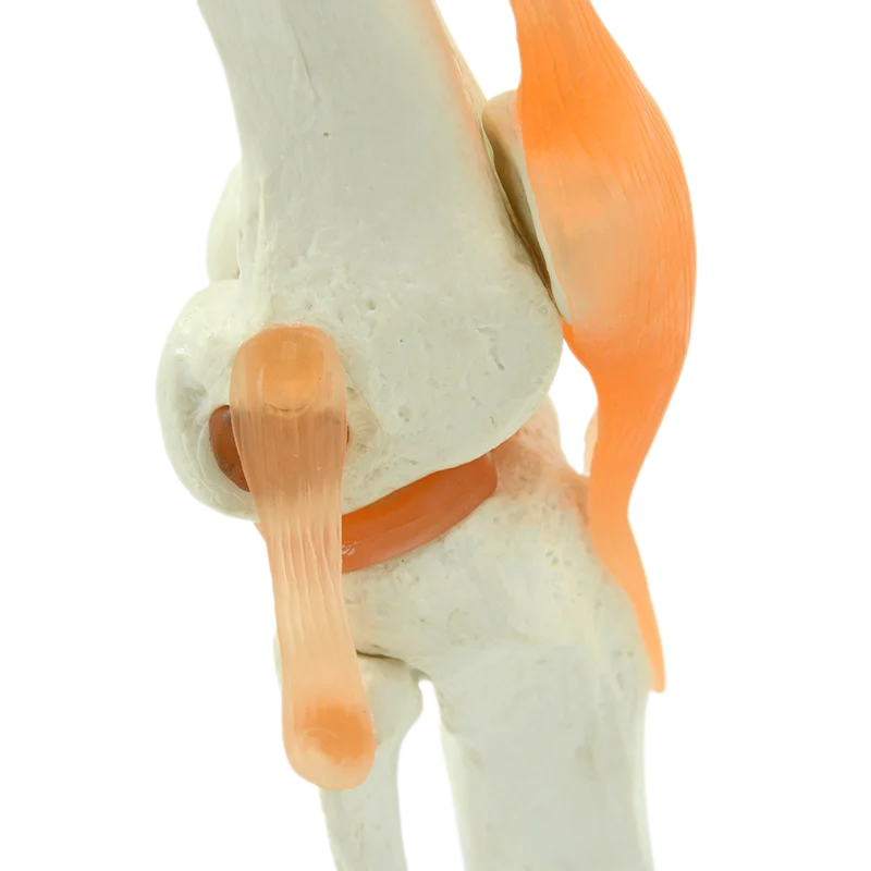 1:1 Flexible Knee Joint Model with Ligaments and Base Femur Tibia and Fibula Bone Anatomy Model Medical Teaching