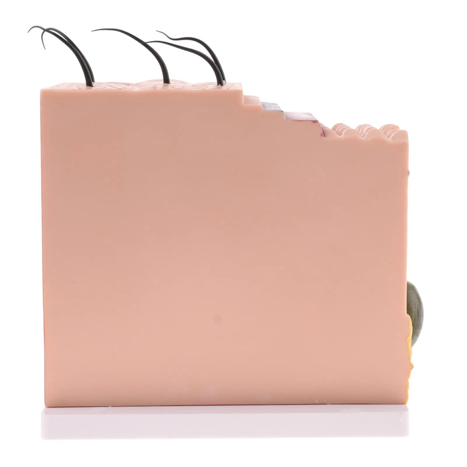 Human Skin Tissue Model, 50X Anatomy Biology Dermatology Science Educational Supplies w/ 25 labeled diagrams