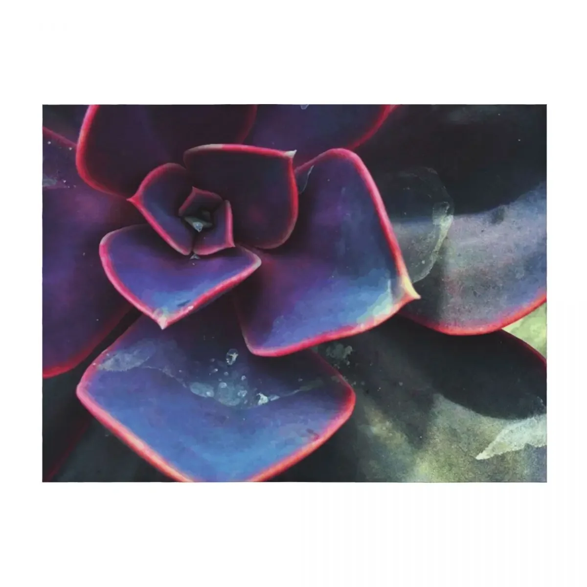 

Purple Succulent Throw Blanket Single Fashion Sofas For Decorative Sofa Summer Beddings Blankets