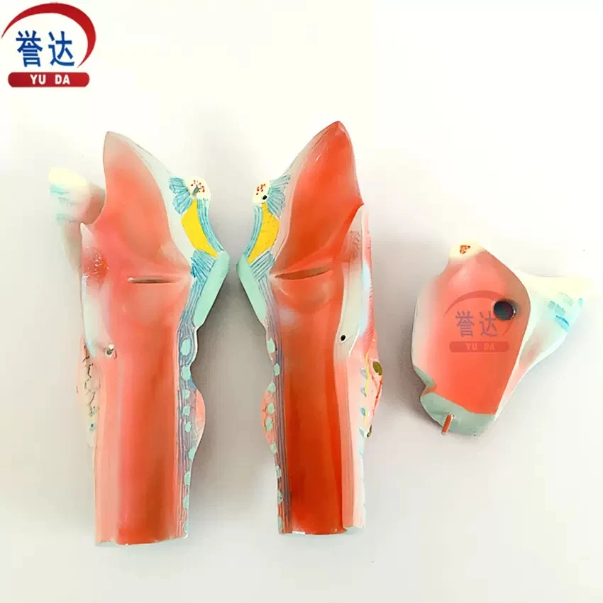 

Laryngeal anatomical model (larynx magnification) laryngopharyngeal cavity otolaryngology biological experimental equipment