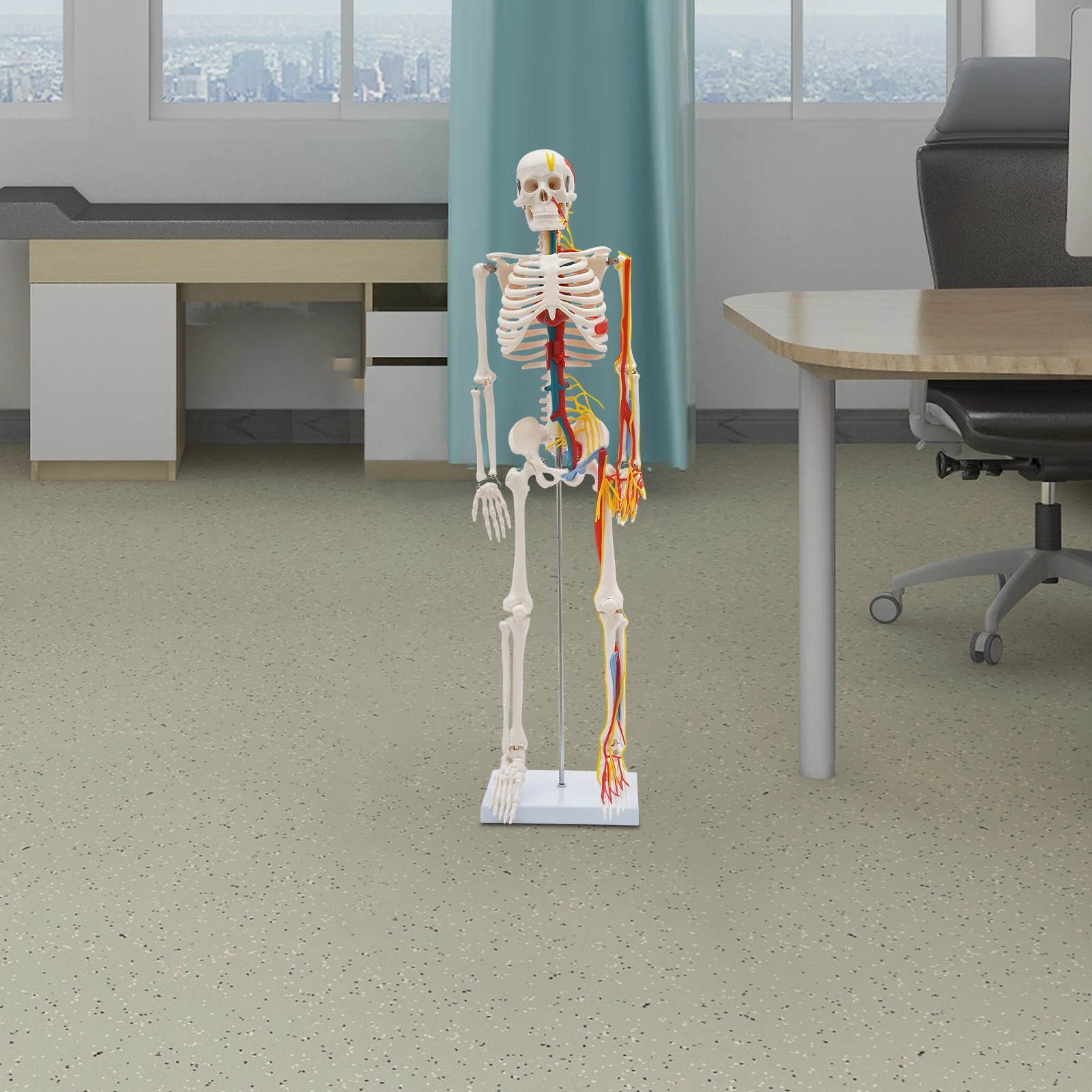 Human Skeleton Model Standing Style,Human Skeleton Model With Neurovascular,for medical students training,for Halloween