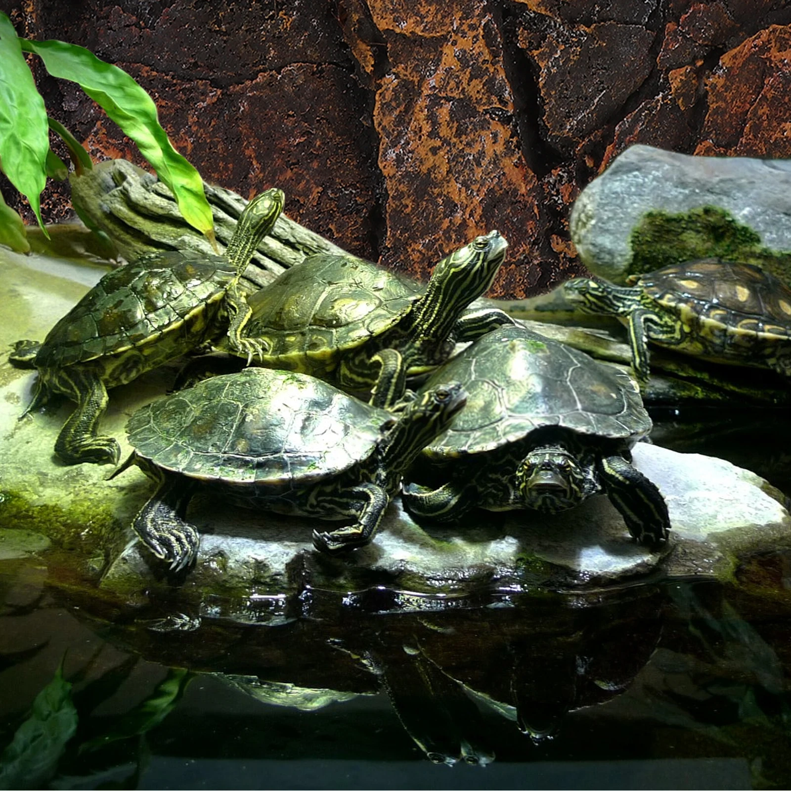 

3D Stereo Decorative Panel For Reptile Tank Background Realistic Texture Lightweight Aquarium Habitat Decoration Board Pcs