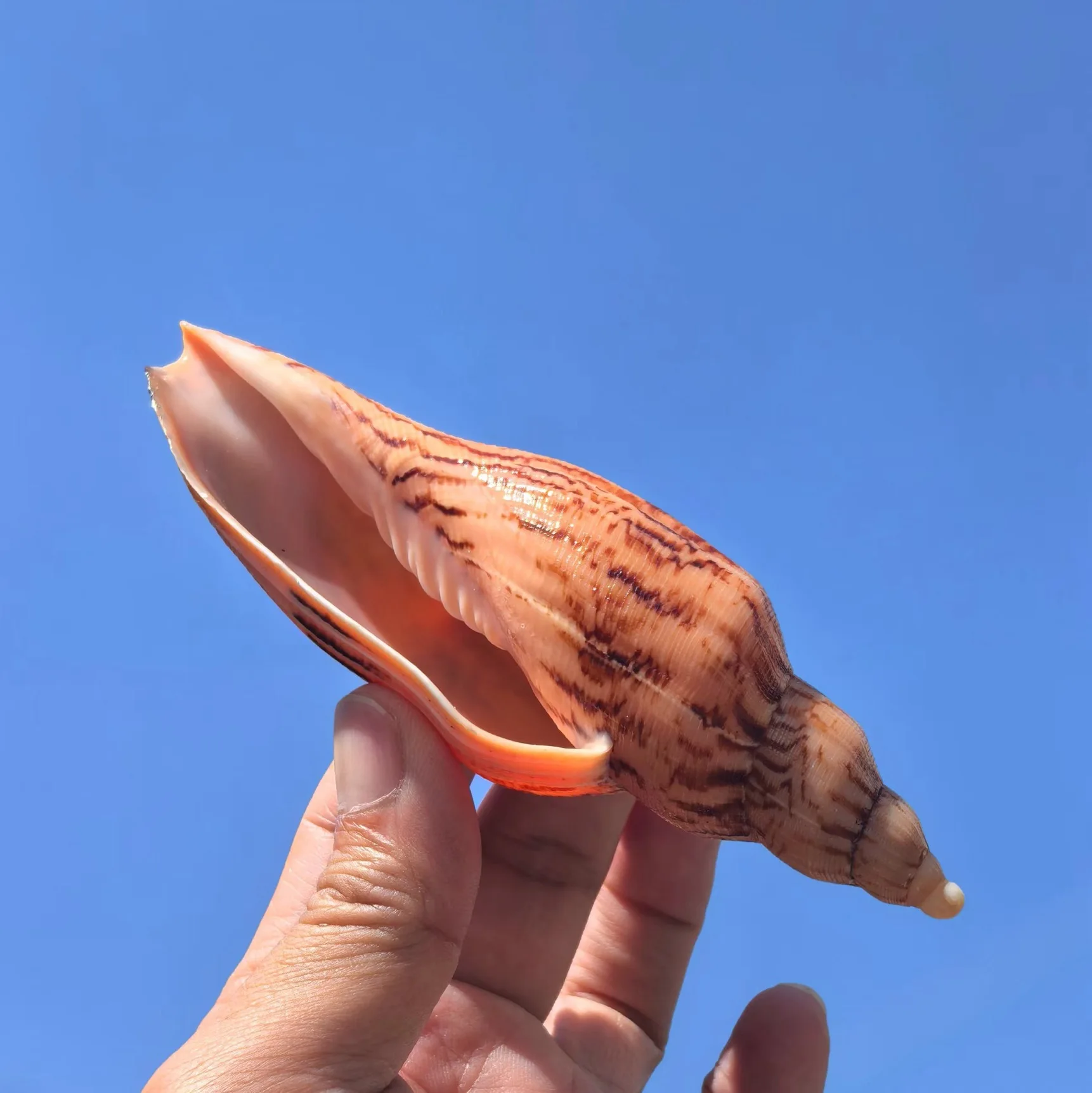 New Hami Vortex Snail Natural Rare Conch Shell Fish Tank Landscaping Decoration Props Home Collection Ornament High Quality
