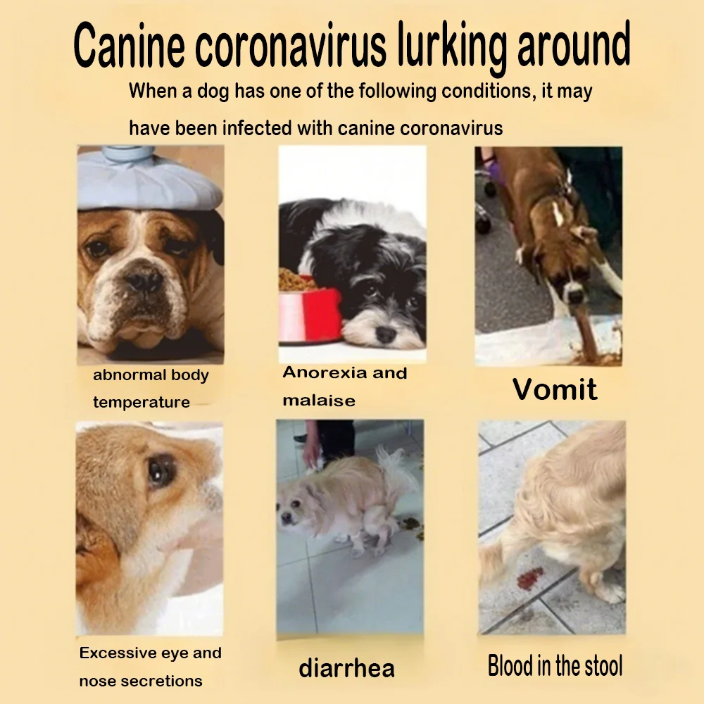 Pet canine coronavirus antigen Ag Test, Testing Kit, Full Detection, Reagent Kit, 1Test/box Pet health screening