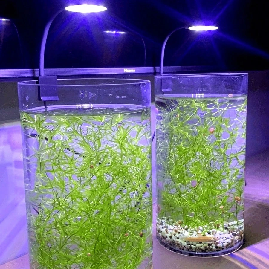 1pcs Mini LED Aquarium Clip Light, USB Powered, High Brightness, Transparent, 360° Adjustable Rotation, Suitable For Fish Tank