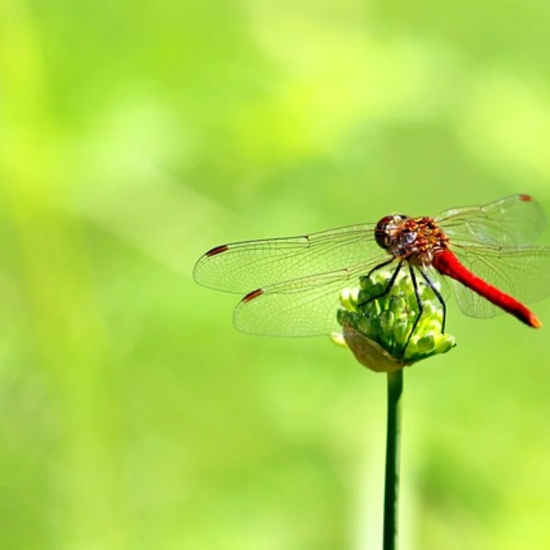 

Металлическая передняя/задняя ось с ЧПУ для радиоуправляемого автомобиля 1:10 RC Rock Crawler Car Axial SCX10
