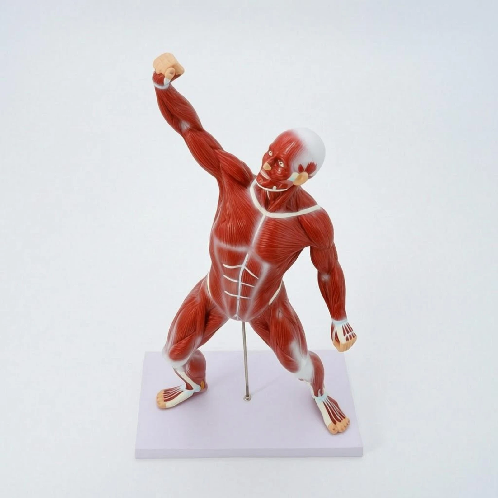Full-Body Muscle Model Tendon-Style Detailing Human Muscle Anatomy Model Teaching Aid 50 Cm Rectangular Base for Classroom