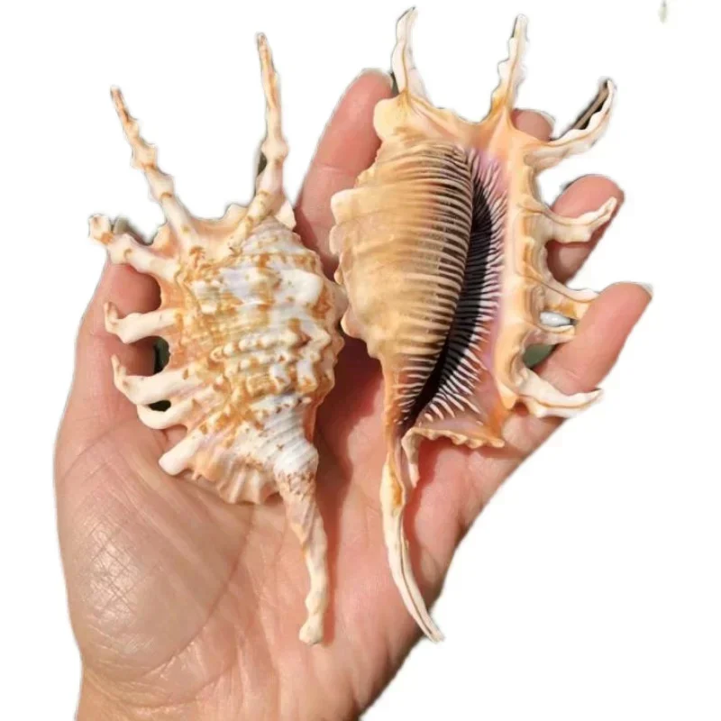 حلزون عقرب صدفة محار طبيعي ، حلزون عنكبوت سباعي الشكل ، ديكور خزان الأسماك ، المنزل ، الزفاف ، ديكور نافذة المنصة