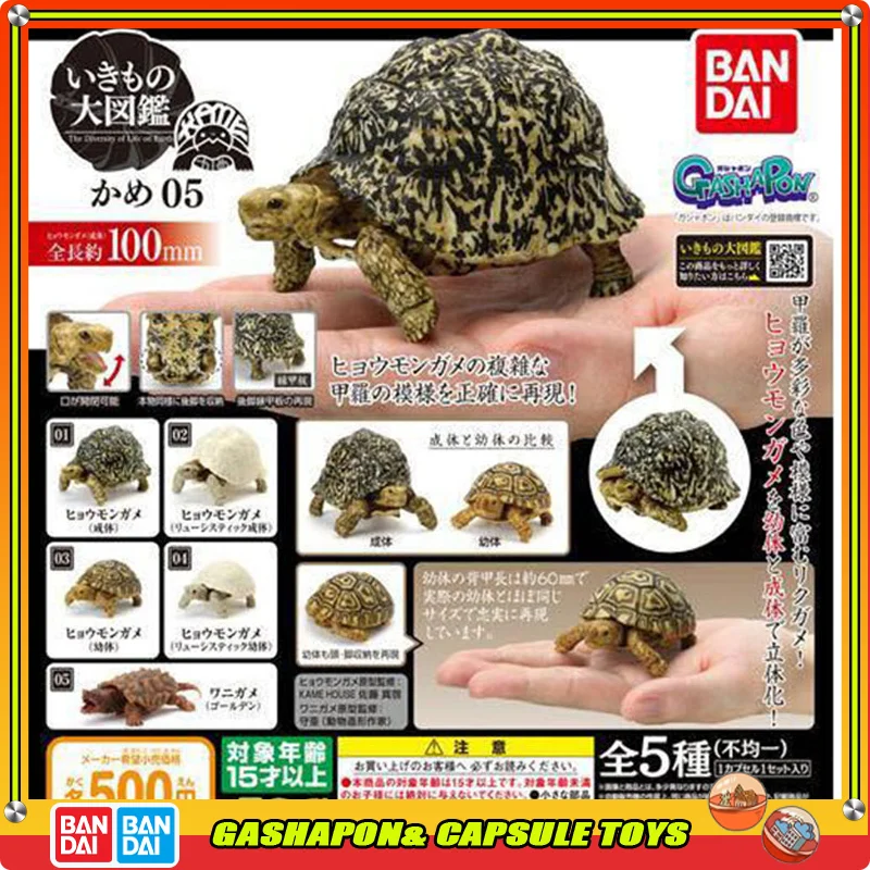 

BANDAI Biological Encyclopedia Turtle Series Action Figures Model Leopard Tortoise Snapping Turtle Gashapon Genuine