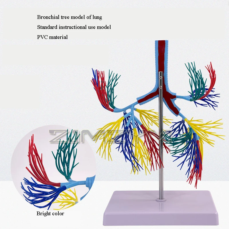 Bronchial Tree Model Human Trachea Anatomy Model Medical Teaching Model Teaching Supplies For Study And Display