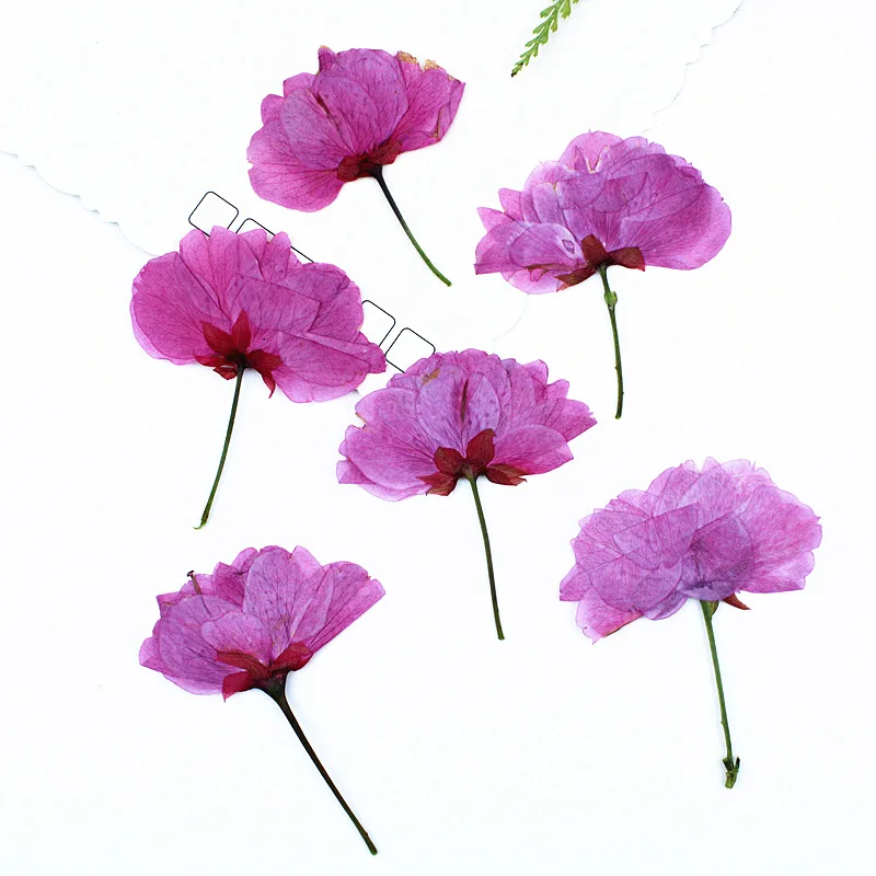 24 Stück, echte gepresste Kirschblüten, getrocknete Blumen für DIY-Handy-Lesezeichen, Grußkarten, Epoxidharz-Schmuck, Kerzenherstellung, Bastelzubehör – Detail 1