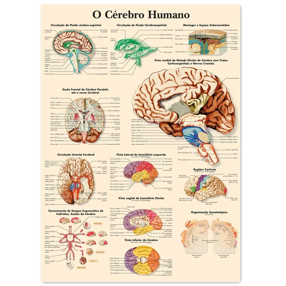 El cerebro humano (Spanish) Vintage Kraft Paper Wall Art Painting Human Anatomy Medical Posters Prints Wall Stickers Decor Chart