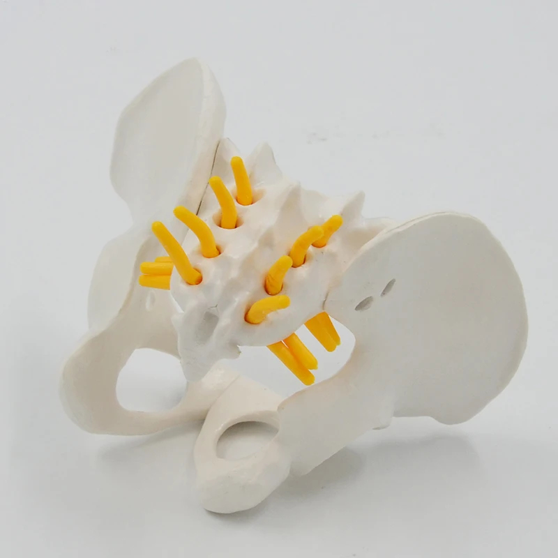 Mini Pelvis Model Human Skeleton Model Specimen Hip Skeleton Anatomy Medical Tool school Used