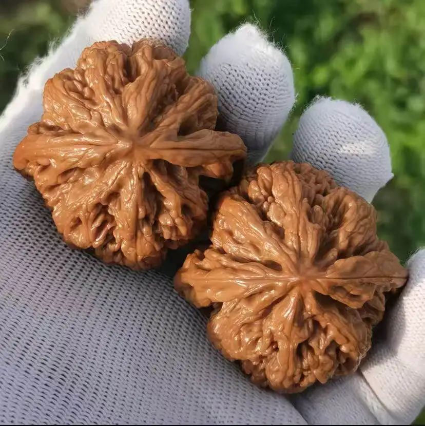 Chinese Traditional Large Thick Ridged Lion Head Wenwan Walnut Pair Hand Play Collectible For Daily Practice Sizes 35mm To 48mm
