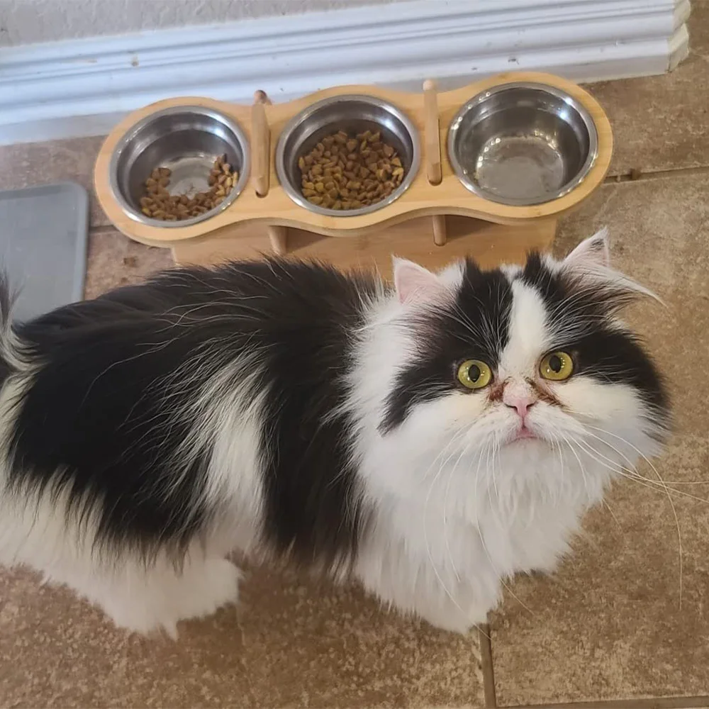 

Приподнятые миски для кошек. Поднятые миски для корма для кошек 15. ° Наклонные миски для домашних животных для кошек, щенков, маленьких собак, приподнятая миска для собак, подставка для кормушки, миски для домашних животных